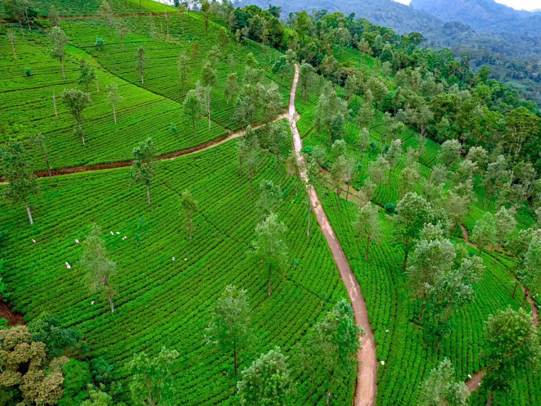 Aerial view of tea rows at Gowerakelle Estate, Demodera, Uva Province, Sri Lanka