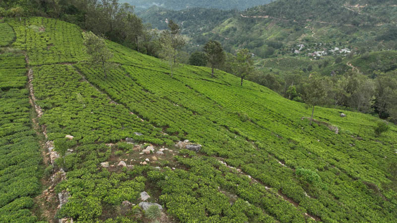 Tea gardens overlooking the valley near Gowerakelle Estate