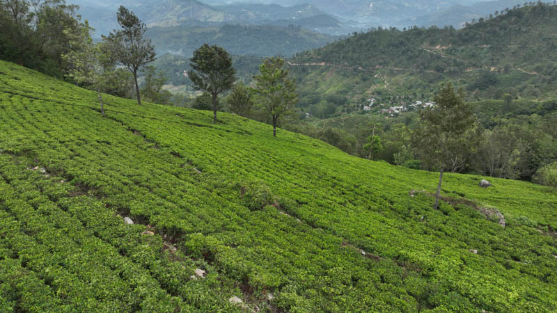 Steep tea garden overlooking the valley near Gowerakelle Estate, Badulla District